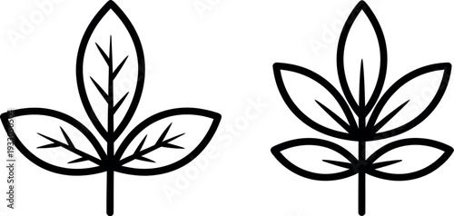 Two distinct types of leaves showcasing different shapes and structures