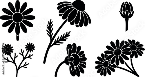 Flat design botanical silhouette set of chamomile daisies in various angles stems buds close up and cluster composition black minimal