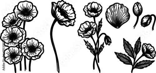 Line art detailed poppy flower cluster single stem buds leaves botanical vector elements close up ink outline composition floral study