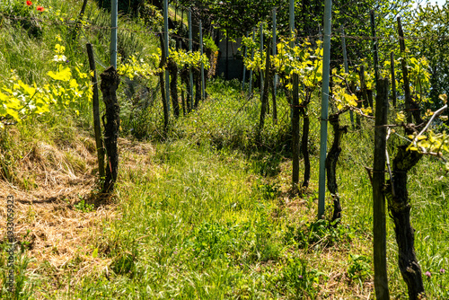 two rows of vines under a bright sun run in converging lines through thick vegetation