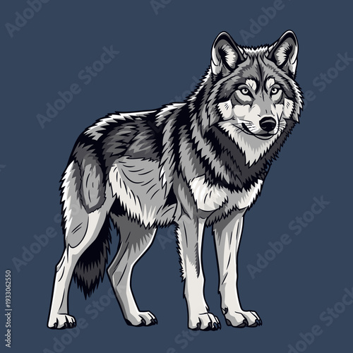 Illustration of a Standing Gray Wolf.