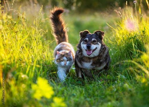 Two friends domestic cat and dog walking in sunny summer meadow on green grass