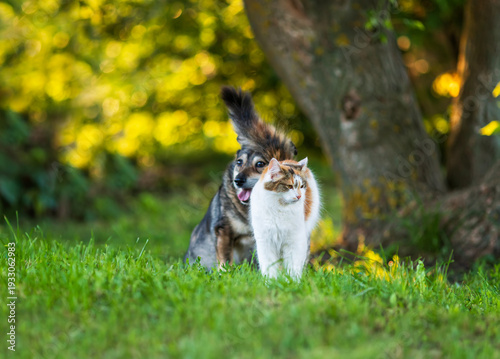 Two friends domestic cat and dog sitting in sunny spring garden