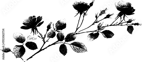 Elegant rose with ornamental frame in high contrast black and white ink design