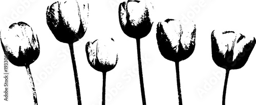 Black and white tulip tepal overlap in stencil style design