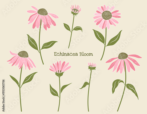 Set of pink coneflower plants in various stages of growth. Echinacea blossoms. Coneflower set for branding, prints and decor.