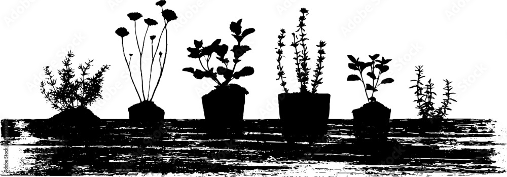 Fototapeta premium Abstract high contrast herbs on window sill in stencil style for home decor