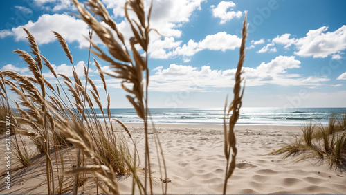 golden grass grows on the sandy seashore