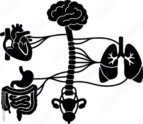Flat design anatomical diagram showing brain heart lungs stomach intestines and reproductive organs connected to spinal cord in silhouette vector