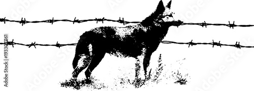 Dramatic wolf and barbed wire in high contrast black and white ink sketch