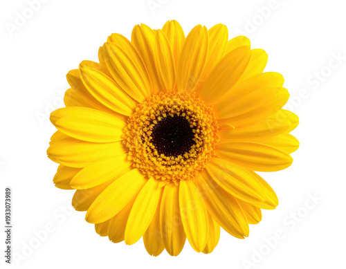 Vibrant yellow daisy with a dark center on a black background