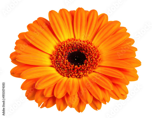 A vibrant orange daisy-like flower with a dark center and many delicate petals