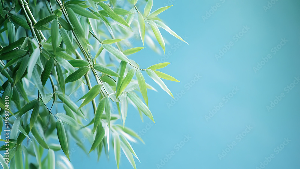 Fototapeta premium Bamboo tree branches with fresh green leaves isolated on blue bokeh background