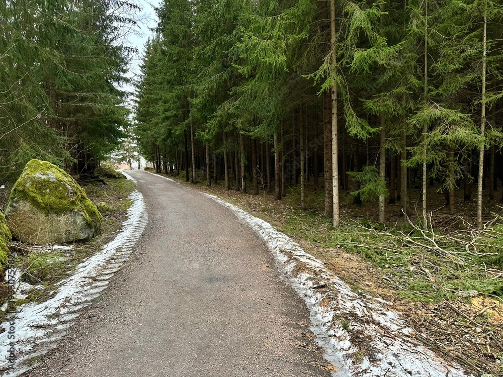 Obraz premium Curving forest road through dense Scandinavian pine trees in Sweden