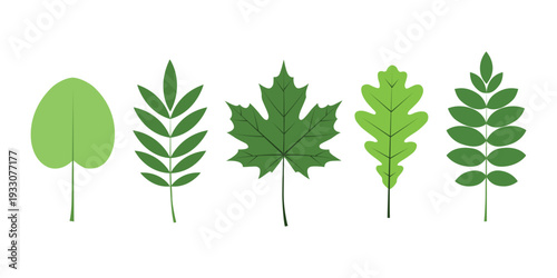 Set Of Five Green Tree Leaves Including Maple And Oak Vector Illustration