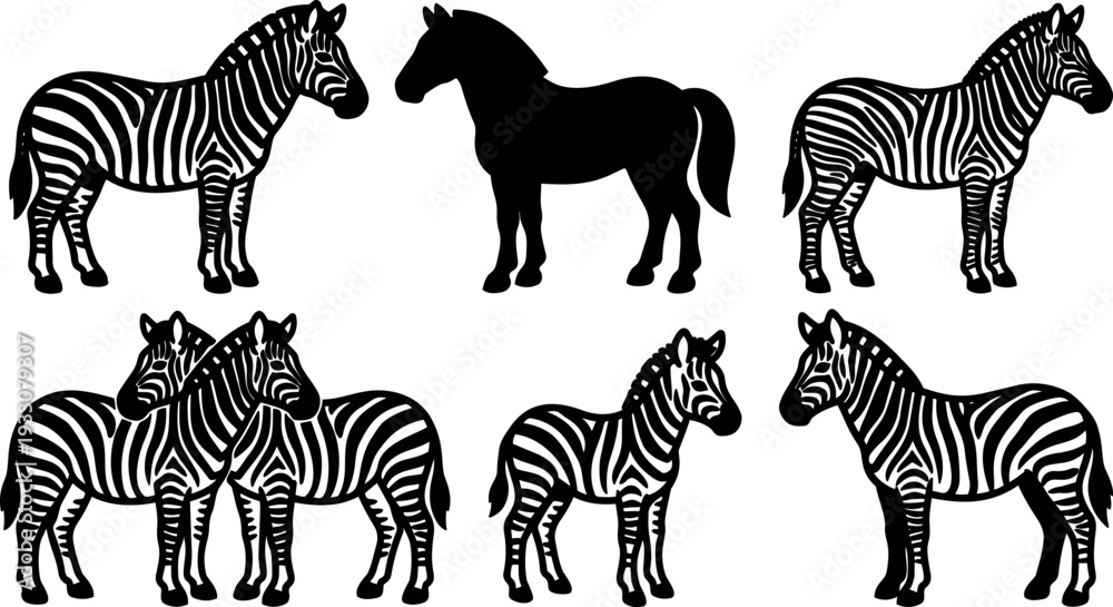 Fototapeta premium Vector silhouette zebra collection side view group pair foal adult standing isolated flat black and white graphic set line art