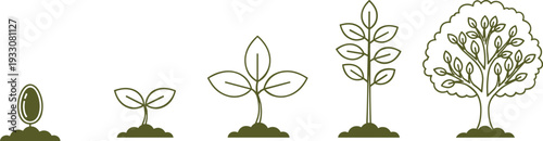Illustration of plant life cycle showing seed, sprout, young plant, and mature tree with leaves, symbolizing growth, nature, biology, botany, and environmental science concept