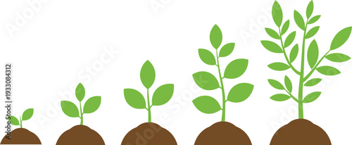 Illustration of five stages of plant growth from sprout to fully developed plant with leaves and branches, symbolizing biology, botany, nature, progress, and development