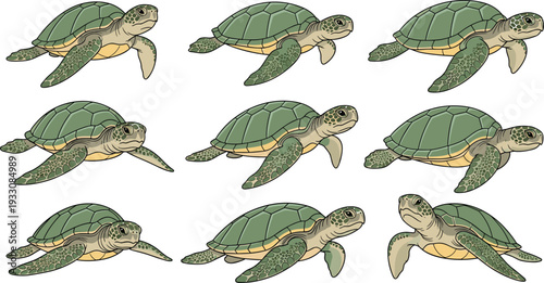 Sea turtle swimming poses collection marine ocean wildlife vector illustration set
