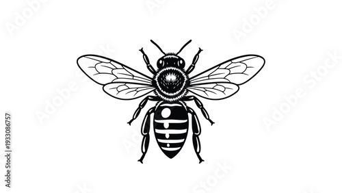 Detailed black and white line art illustration of a honeybee from a top down view showing intricate wing and body details.