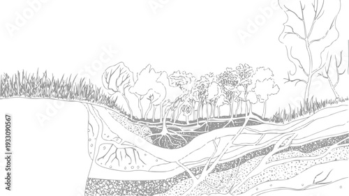 Cross section of forest floor showing grass trees and layered soil with root systems