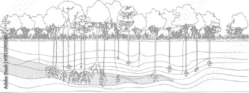Cross section of mangrove forest showing aerial roots and soil layers