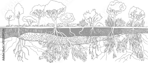 Cross section of trees and plants showing root systems in soil layers