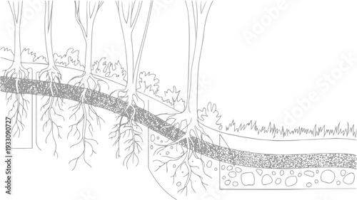 Cross section of tree roots growing through soil layers and gravel drainage