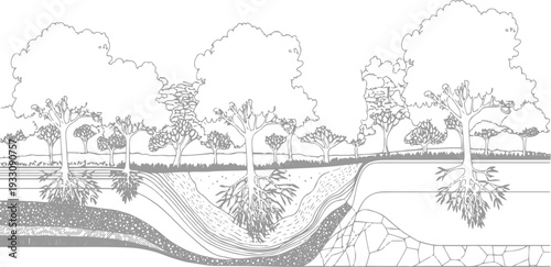Cross section of trees with exposed root systems and geological layers roots