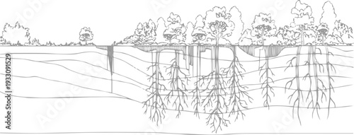 Detailed cross section of tree roots extending into layered soil strata with foliage above ground