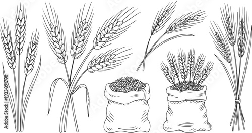 Hand drawn wheat stalks and grain in burlap sacks collection ears harvest