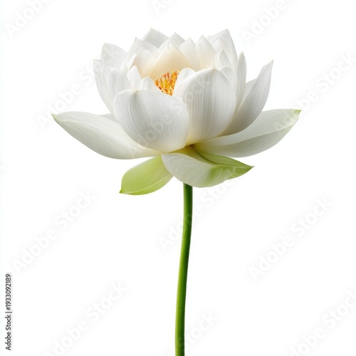 Beautiful white lotus flower with delicate petals and vibrant center on a green stem against a soft gradient background