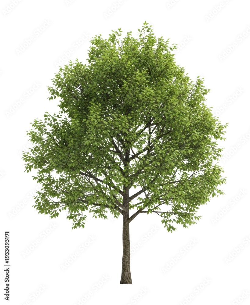 Obraz premium Lush green tree in nature setting botanical photography outdoors isolated on transparent background