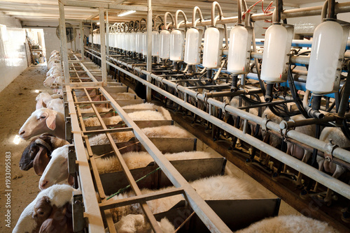 sheeps and lambs standing in barn of farm for milk production and breeding and sale of mutton