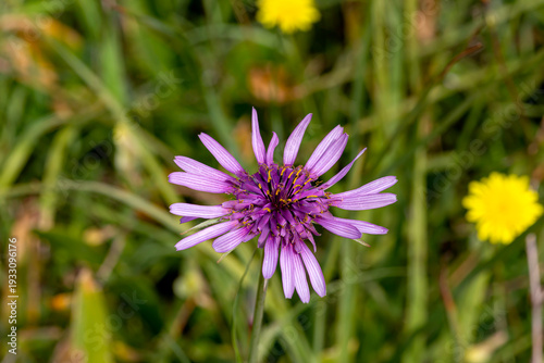 Flower of a medicinal plant (Tragopogon porrifolius) close-up