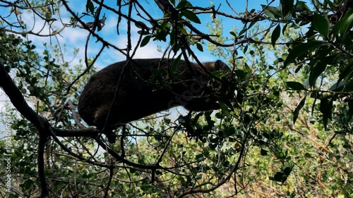 A rock hyrax roams and eats freely in Cape Town.