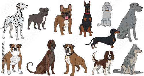 Dog breeds collection with dalmatian bulldog doberman dachshund boxer beagle and other domestic puppies cartoon vector illustration set