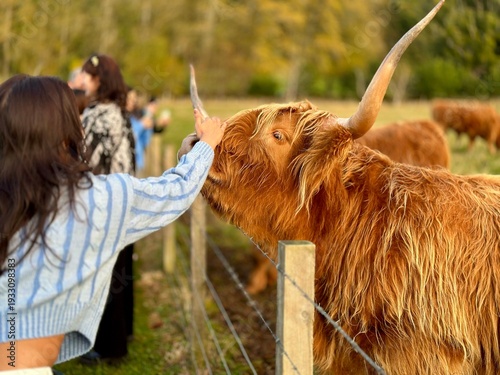 Schilderij op canvas Woman Petting a Scottish Highland Cow on a Farm