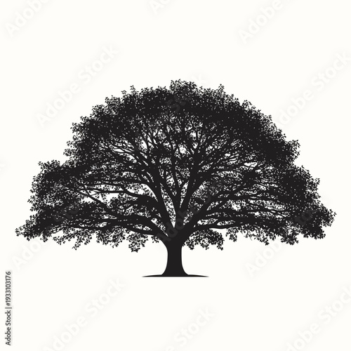 Silhouette of a large, mature oak tree with a sprawling canopy against a white background