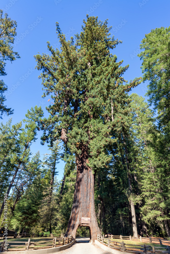 Fototapeta premium Wide View of Drive Through Redwood Tree in Northern California