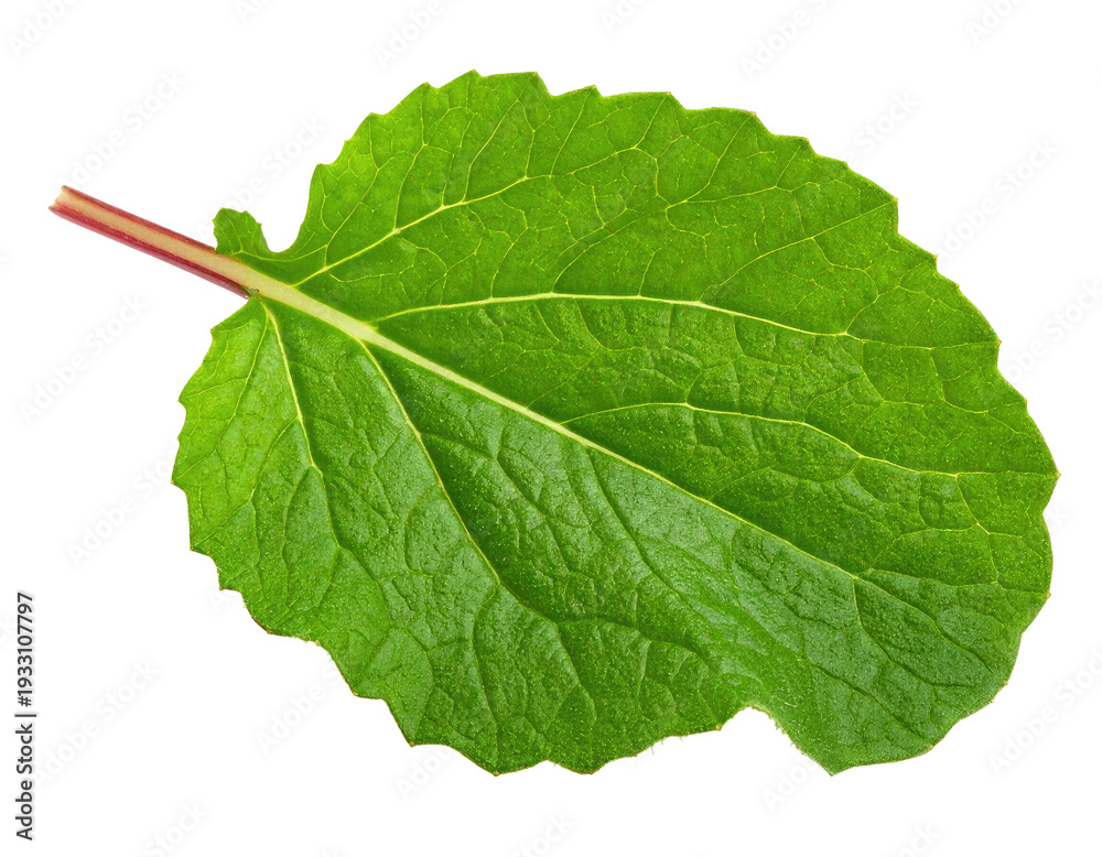 Fototapeta premium A single, vibrant green leaf with red stem veins, detailed texture, isolated on black