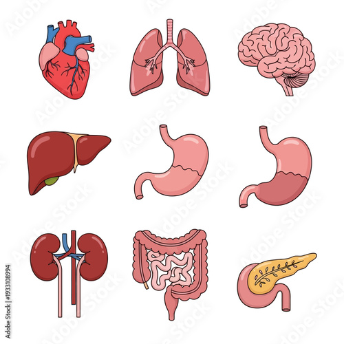 Human Organs Collection: Heart, Lungs, Brain, Liver, Stomach, Kidneys, Intestines, Pancreas