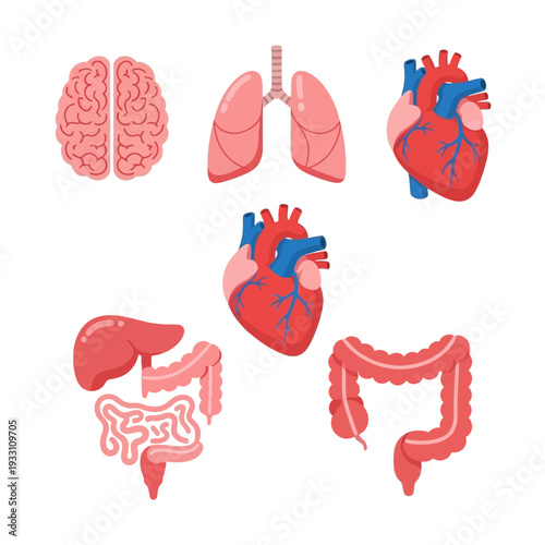Human Organs Set: Brain, Lungs, Heart, Liver, Intestines, Colon - Medical Illustration