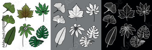 3 versions d’une série de pictogrammes représentant divers feuilles d’arbre - couleur, blanc au contour noir et contour filaire blanc.