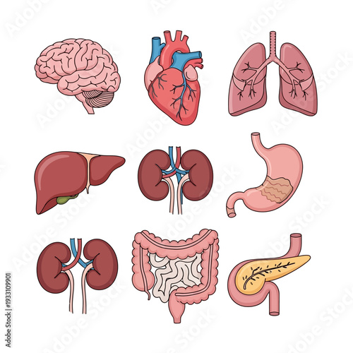 Human Anatomy Organs Set: Brain, Heart, Lungs, Liver, Kidneys, Stomach, Intestines, Pancreas