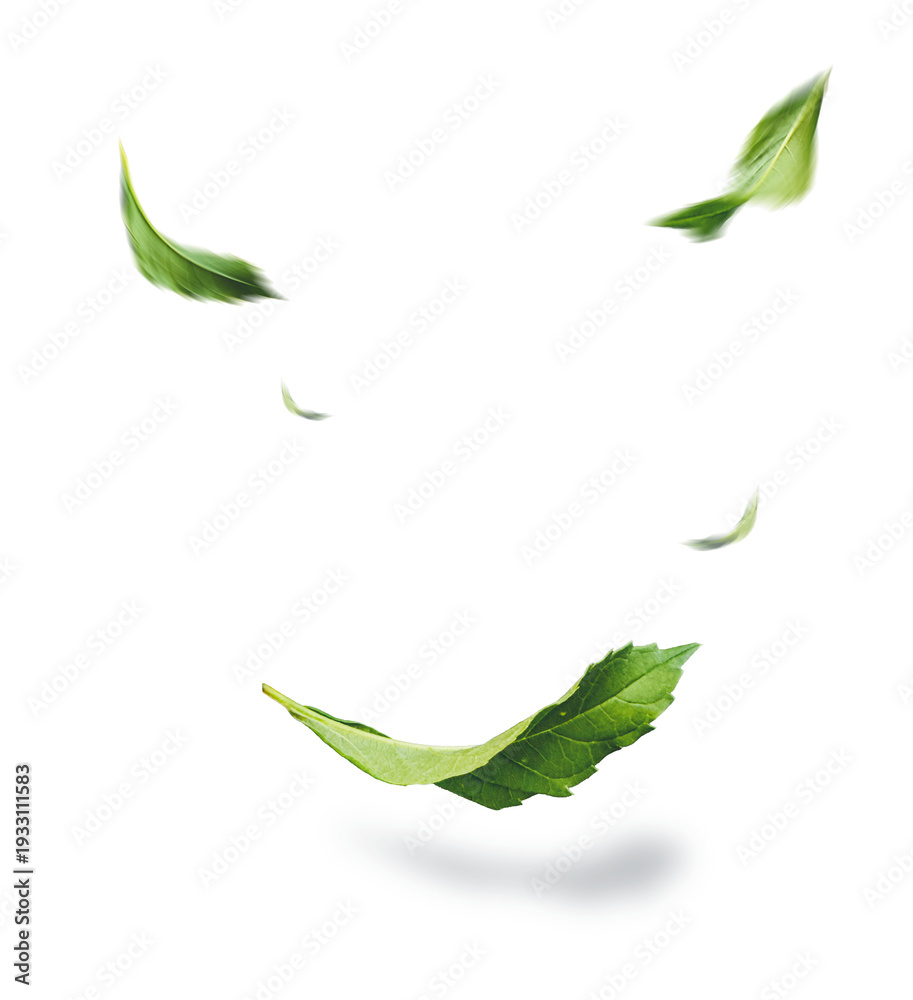 Fototapeta premium Green Leaves Flying Isolated on Transparent Background