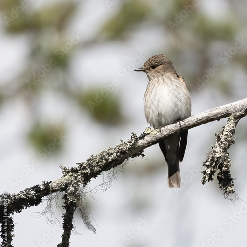 Tableau sur toile Spotted flycatcher