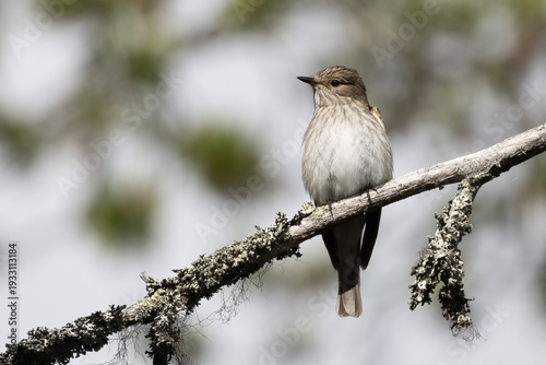 Spotted flycatcher