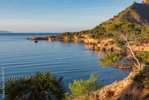 Scenic coastal landscape of Playa Es Calo in Mallorca at golden hour with deep blue sea and pine trees