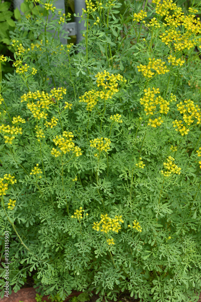 Fototapeta premium Weinraute, Gartenraute, Ruta graveolens